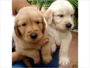 Playful Golden Retriever Puppies