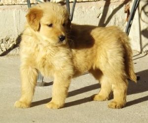 Playful Golden Retriever Puppies
