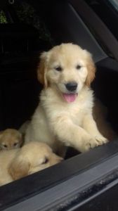 Golden Retriever Pups