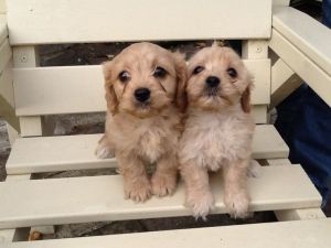 Very Mischievious Goldencavachon Puppies text ***