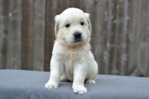Adorable Golden Retriever Puppy For X-Mas