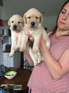 Smart Labrador Puppies