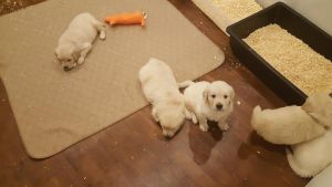 Amazing Golden Retriever puppies
