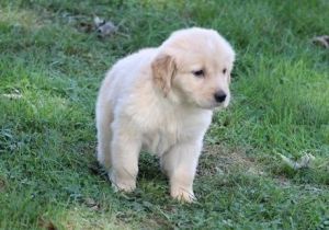 Well Trained Golden Retriever Puppies
