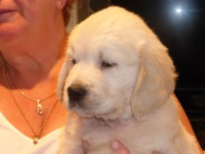 Cutest Golden Retriever puppies very cute Text (***) ***-***2