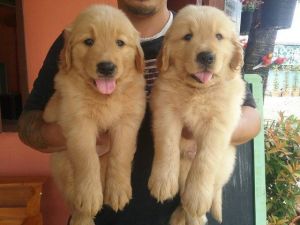 Golden retriever for sale