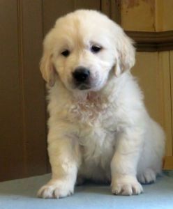 Gorgeous Golden Retriever Puppies