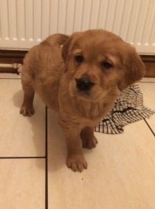 Kc Reg Golden Retriever Puppies