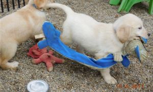 Champion Golden Retriever puppies for sale