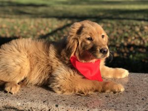 Rex - AKC Goldenretreiver