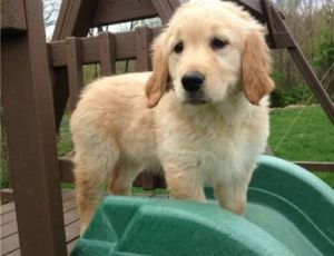 Golden Retriever Puppies