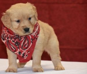 Awesome Golden Retriever Puppies Available