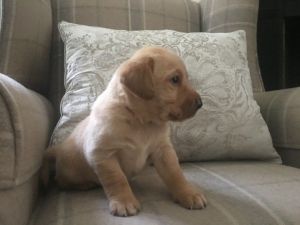 ttghb Golden Retriever Puppies for sale