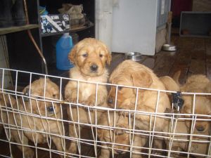 Akc Golden retrivers puppies