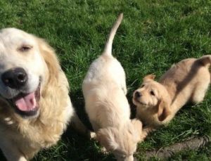AKC Golden Retriever puppies for sale.