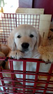 AKC Golden Retriever Puppies