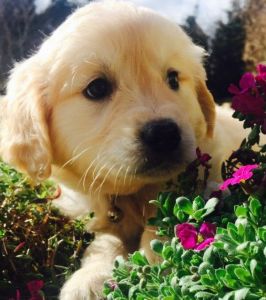 Freindly Family Golden Retriever Puppies ready to go