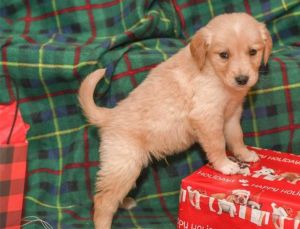Beautiful Golden Retriever Puppies