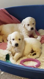 2 cute golden retriever