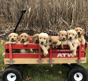 AKC GOLDEN RETRIEVER PUPPIES