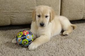 Top Quality Golden Retriever Puppies