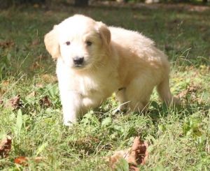 Beautiful Golden Retriever Puppies.