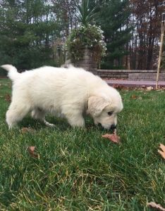 Excellent Golden Retriever Puppies (***) ***-***9