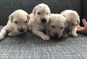 + 1(8***) ***6-***58 Stunning AKC Reg Golden Retriever Puppies