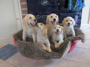 Gorgeous AKC Golden Retriever puppies plesase call +1(4***) ***8-0***4