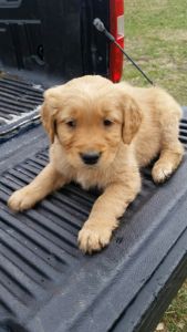 AKC REGISTERED GOLDEN RETRIEVER PUPPIES