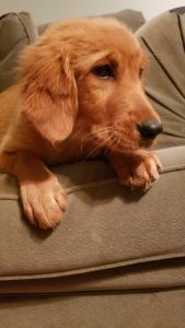 Golden retriever female