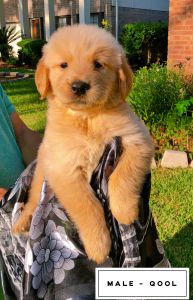Champion Bloodlines AKC Golden Retriever