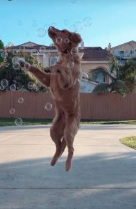 5 month golden Retrieber