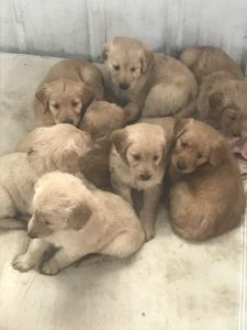Purebred golden retrievers