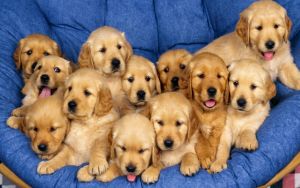 Golden Retriever Puppies