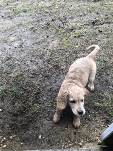 Golden Retriever for sale