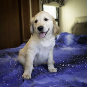 Golden Retriever puppies Organically fed