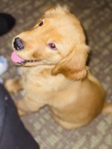 Puppy golden retriever