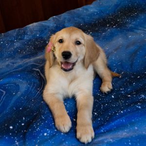 Golden Retriever girl Organically fed