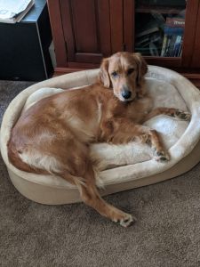 Golden retriever female 1.5 years old