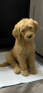 9 week old Golden Doodle