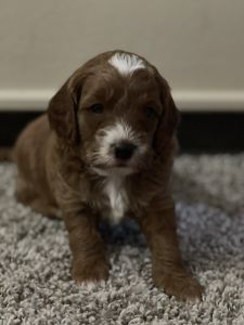 Mini Goldendoodle
