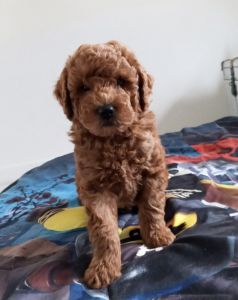 Mini goldendoodle, female and male!