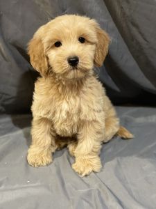 2nd generation mini goldendoodles