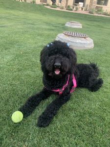 Beautiful Goldendoodle
