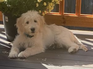 F1b Goldendoodle (15 weeks)