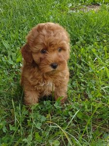 Mini Goldendoodle - Nova