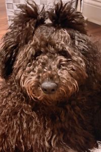 Mini Mini Goldendoodle