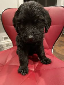 Goldendoodle puppy!