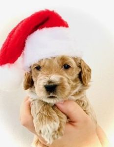 Mini Goldendoodle (Teddy Bear Goldendoodle)